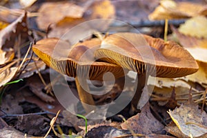 A family of mushrooms in autumn withered foliage.