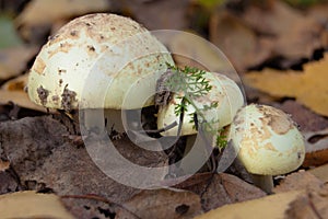 A family of mushrooms in autumn withered foliage.