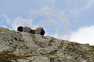 Family of Muskox Ovibos moschatus standing on horizont in Greenland. Mighty wild beasts. Big animals in the nature habitat, Arct