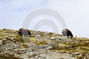 Family of Muskox Ovibos moschatus standing on horizont in Greenland. Mighty wild beasts. Big animals in the nature habitat, Arct