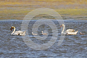 A Family of Mute Swans in the Bay