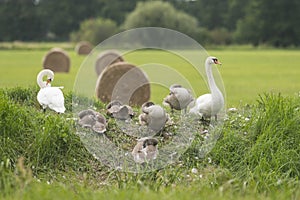 A family of mute swans with five youngsters