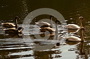 Family of swans on lake photo