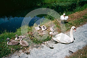 Swans on Montgomery Canal in Wales, UK