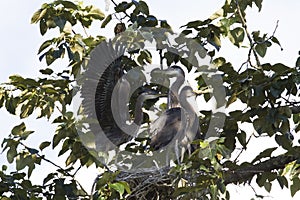 Family of Nesting great blue Herons