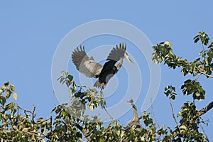 Family of Nesting great blue Herons