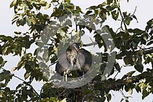 Family of Nesting great blue Herons