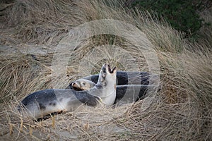 Family of New Zealand Sea Lions resting on a beach, on seal is yawning and showing teeth