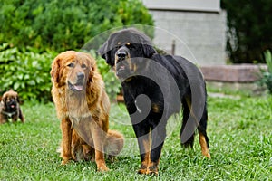 Family Newfoundland dogs with puppies, running around