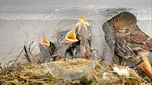 Family of nightingales in a nest