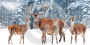 Family of  noble deer against the background of a beautiful winter snow forest. Artistic winter landscape. Christmas image.