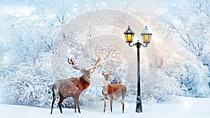 Family of noble deer in a fabulous Christmas forest on a background of snowy trees and a lantern. Composite image.