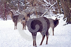 Family of noble deer male in winter snowy field. Selective focus