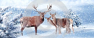 Family of noble deer in a snowy winter forest. Christmas artistic image. Winter wonderland.