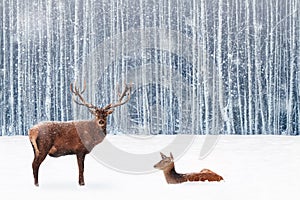 Family of noble deer in a snowy winter forest. Christmas fantasy image in blue and white color