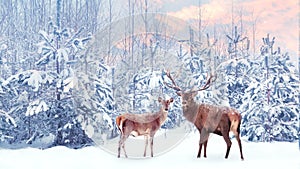 Family of noble deer in a snowy winter forest at sunset. Christmas fantasy image in blue, pink  and white color.