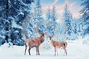 Family of noble deer in a snowy winter forest at sunset. Christmas fantasy image in blue and white color. Pink clouds.