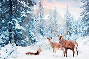 Family of noble deer in a snowy winter forest at sunset. Christmas fantasy image in blue and white color. Snowing.