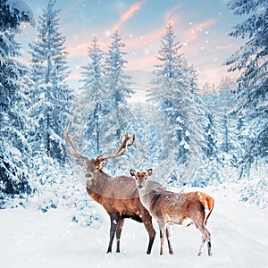 Family of noble deer in a snowy winter forest at sunset. Christmas fantasy image in blue and white color. Snowing.