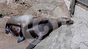 Family of northern fur seal Callorhinus ursinus eared Otariidae on stone rocks of coast in wild nature with with sound