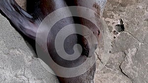 Family of northern fur seal Callorhinus ursinus eared Otariidae on stone rocks of coast in wild nature with with sound