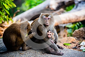 Family of Northern Pig-tailed Macaques with baby in the park. Thailand. Macaca leonina