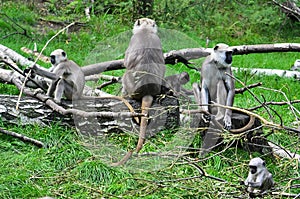 Family of Northern Plains grey langurs