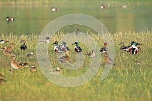 Family of northern shoveler duck