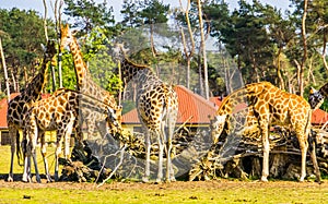 Family of nubian giraffes eating together from a stack of branches, critically endangered animal specie from Africa