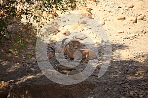 A Family of Nubian Ibexes in Ein Gedi Oasis