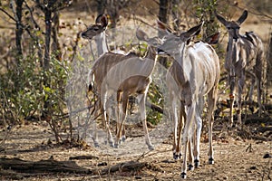 Family of Nyala in Kruger National park