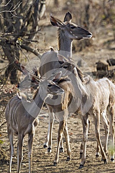 Family of Nyalas in Kruger National park, South Africa