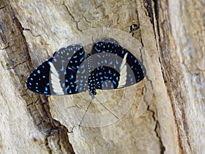 Black Cracker Butterfly Female Nymphalidae Hamadryas laodamia