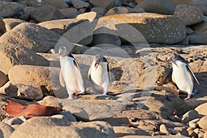 Family of NZ Yellow-eyed Penguin or Hoiho on shore photo