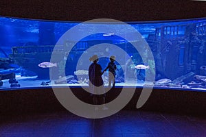 Family observing fish at the aquarium