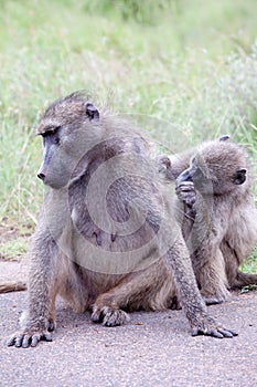 Family of Olive Baboon on the road