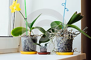 A family of orchids in transparent pots on a window sill by the window