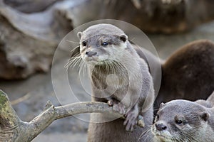 Family Oriental small-clawed otter, Amblonyx cinerea, during games