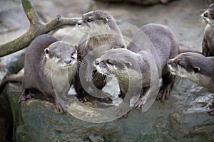 Family Oriental small-clawed otter, Amblonyx cinerea, during games