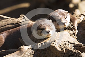 Family Oriental small-clawed otter, Amblonyx cinerea, during games