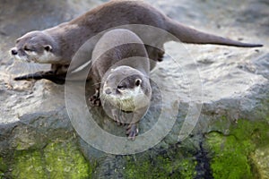 Family Oriental small-clawed otter, Amblonyx cinerea, during games