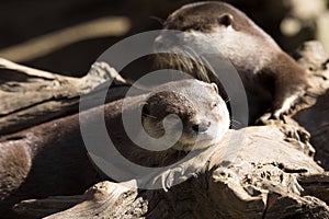 Family Oriental small-clawed otter, Amblonyx cinerea, during games