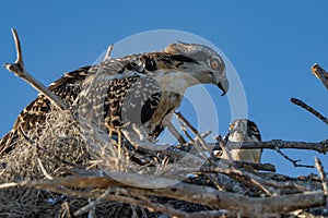 Family of ospreys nest together under a blue sky.