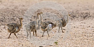 Family of ostrich chicks running after their parents in dry Kalahari sun