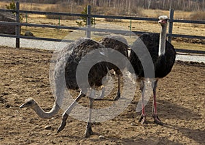 A family of ostriches on a farm in the village, Australia.