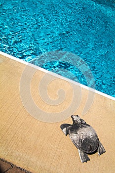 Family outdoor swimming pool and a Silver turtle photo