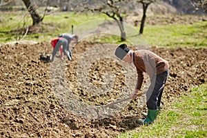 Family of peasants sowing potatoes