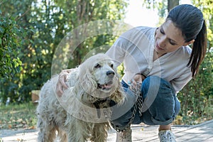 Family pet, dog and people concept - close up of woman with spaniel dog on walk