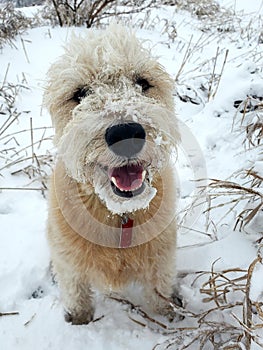 Family pet dog playing in the snow. Outdoor excercise with labradoodle mix