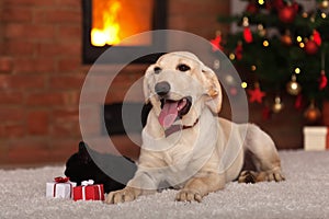 Family pets receiving gifts for Christmas